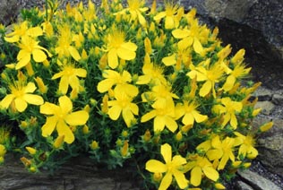 Hypericum olympicum